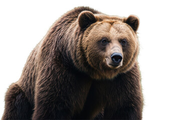 Majestic brown bear portrait in dark setting full of fur texture