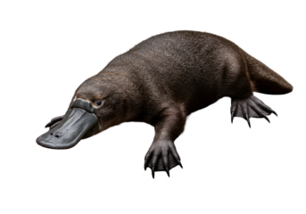 Platypus a whimsical creature in darkness waddles with unique grace