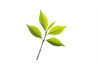 Single stem with bright green leaves isolated against a clean white background in a studio shot