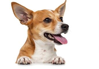 Obraz premium Happy jack russell terrier with open mouth and tongue out looking to the side on white