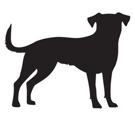Vector graphic outline of a pitbull weimaraner puppy.