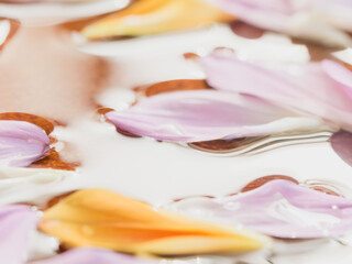 水に浸したダリアの花びらのマクロ撮影17