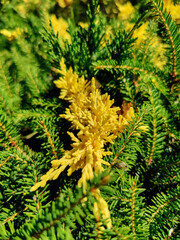 Natural background of green fresh branches of spruce. Bright sunny day. Saturated colors, wealth of...