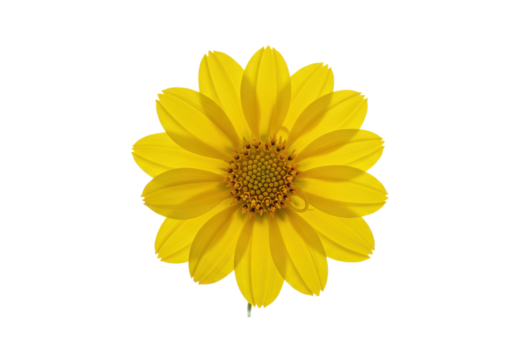 Radiant yellow bloom A sunflower portrait on black