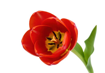 Red Tulips Vivid Display