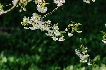 Cherry blossom branch with delicate white flowers and fresh green leaves on a dark background.