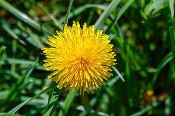 A Taraxacum officinale, the dandelion or common dandelion. A herbaceous perennial yellow flowering plant shining in the bright sun