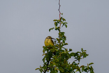 Yellow Bird Perched on Leafy Branch. A small yellow wagtail bird perched on a leafy branch against a gray sky.