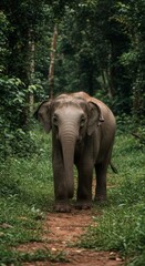 Fototapeta premium Young Asian Elephant in Lush Green Jungle