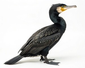 Obraz premium japanese cormorant isolated on white background