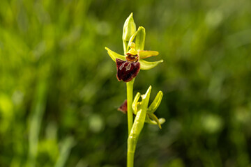 Early spider orchid Ophrys sphegodes sunlight rare flower plant spring bokeh Czech Republic