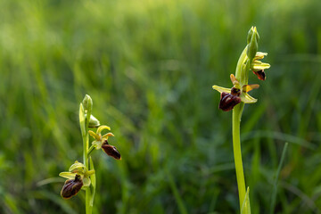 Early spider orchids Ophrys sphegodes rare flowers spring grass bokeh Czech Republic
