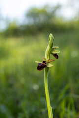 Early spider orchid Ophrys sphegodes rare flower plant spring bokeh Czech Republic