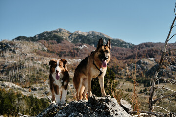 Two dogs - German Shepherd and Australian Shepherd standing on a rock in the Montenegro mountains on a sunny autumn day. Tongues out, they look happy and alert. Hiking with pets concept.