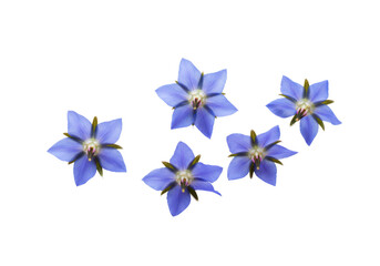 Starry blue Borage flowers float in darkness luminous  serene