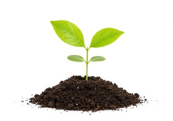 Small green plant seedling growing from a mound of dark soil against a bright white background