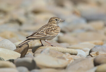 Greater Short-toed Lark.