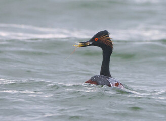 Black-Necked Grebe