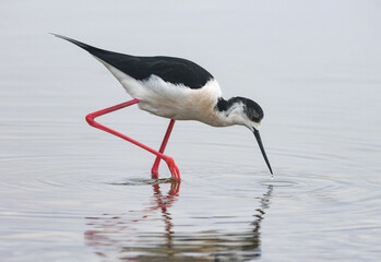 Black-winged Stilt