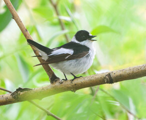 Obraz premium Collared Flycatcher.