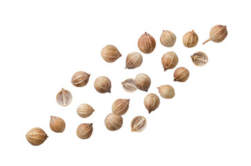Dried coriander seeds flying close-up on a white. Isolated