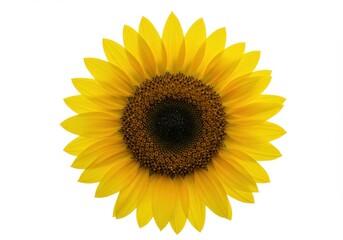Fototapeta premium Close-up of a vibrant yellow sunflower with a dark brown center isolated on a clean white background