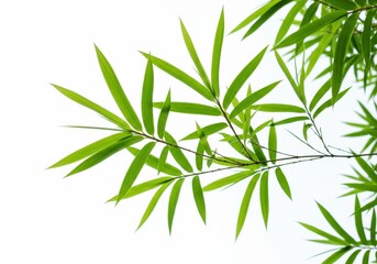 Fototapeta premium Bamboo leaves and branches against a bright white background creating a natural, light and airy feel