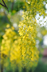 Obraz premium Golden shower , Cassia fistula or pudding pipe tree or Cassia fistula Linn and sky