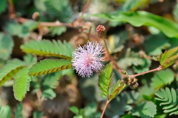 Sensitive plant , Shameplant or Sleeping grass or Mimosa hispidula Kunth or Mimosa pudica L flower or weed flower or grass