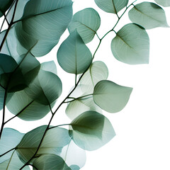 Transparent Background with Green Leaves