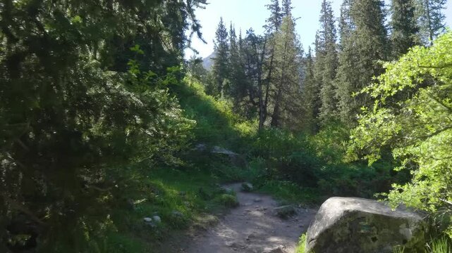 This footage provides a peaceful walk through a forest trail in Ala Archa National Park, offering a glimpse into the tranquil natural beauty of the area.