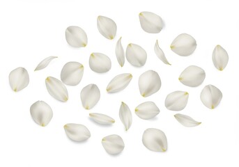 Scattered white flower petals gently cascading on a clean, bright white surface in an airy composition