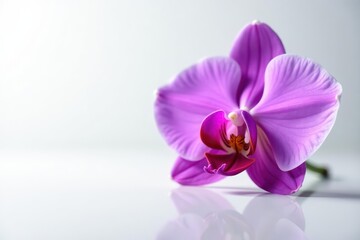 Obraz premium Single, ethereal purple orchid; striking contrast against a pure white surface, mirrored below , shadow, vibrant, closeup