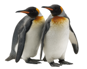 Two penguins standing close together, showcasing their distinctive black and white feathers with orange accents. This charming duo exudes sense of companionship and warmth, perfect for any nature