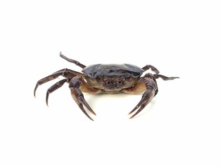 freshwater river crab isolated on white background	