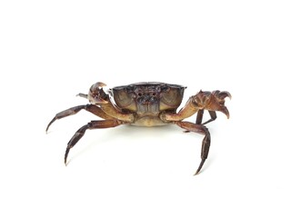 freshwater river crab isolated on white background	