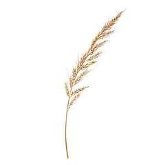 Obraz premium Feathery pampas grass plume, white isolate background.