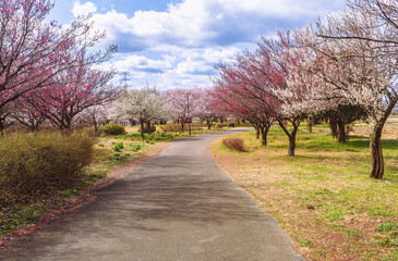 本庄運動公園　梅林1ー16