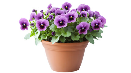 Naklejka premium Purple Pansy Plant in Round Terracotta Pot Isolated