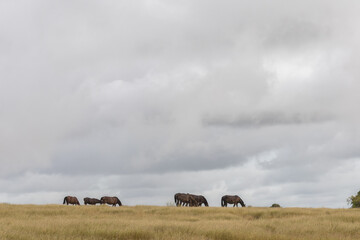 Obraz premium In the Sumba Savanna, the Sandel horses savor the grass, now tinged with hues of brown and green. With the rains gone, they brace themselves for the looming dry season