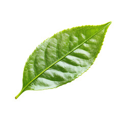 Obraz premium Leaf, white isolate background
