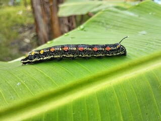 caterpillar or Impatiens hawk-moth (Theretra oldenlandiae) on leaf in outdoor garden 