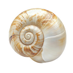 Spiral seashell, white isolated background.
