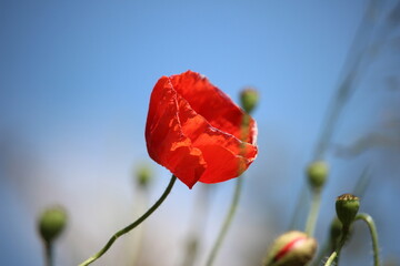 Bright red poppy flower stands out against a clear blue sky in a vibrant natural setting during springtime