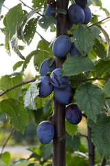 Fresh plums hanging from branches in a lush orchard during the late afternoon sun