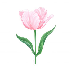 Fototapeta premium A beautiful pink tulip with delicate petals and vibrant green leaves, symbolizing spring and new beginnings, isolated on a clean white background.