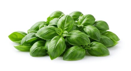Fototapeta premium Fresh basil leaves bunch