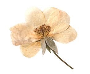 Vintage Dried white Rose clipart. Beige Pressed Flowers for Scrapbooking, Collage, craft, wedding,...