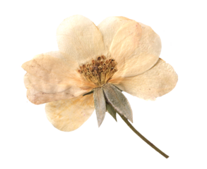 Vintage Dried white Rose clipart. Beige Pressed Flowers for Scrapbooking, Collage, craft, wedding, and nature designs. Romantic floral collection