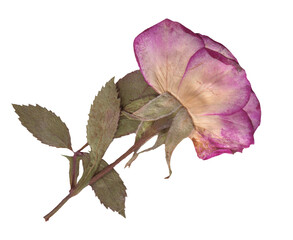 Dried Pink Rose with Leaves clipart. Pressed Flowers elements for Scrapbooking, Collage, craft,...